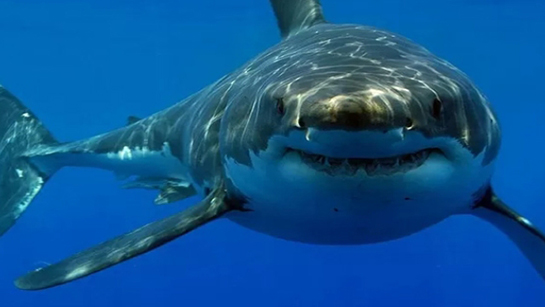 Rüyada Dul Kadın Görmek Rüya Yorumu ve Anlamı